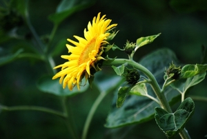 Koele dreven , zonnebloemen en wilde kaardenbol met  bijen 19 Ju 