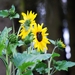Koele dreven , zonnebloemen en wilde kaardenbol met  bijen 19 Ju 