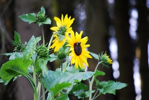 Koele dreven , zonnebloemen en wilde kaardenbol met  bijen 19 Ju 