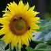Koele dreven , zonnebloemen en wilde kaardenbol met  bijen 19 Ju 