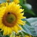 Koele dreven , zonnebloemen en wilde kaardenbol met  bijen 19 Ju 