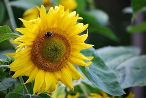 Koele dreven , zonnebloemen en wilde kaardenbol met  bijen 19 Ju 