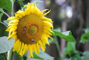 Koele dreven , zonnebloemen en wilde kaardenbol met  bijen 19 Ju 