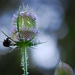 Koele dreven , zonnebloemen en wilde kaardenbol met  bijen 19 Ju 