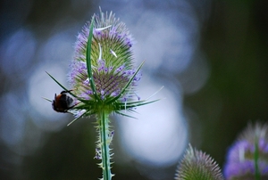 Koele dreven , zonnebloemen en wilde kaardenbol met  bijen 19 Ju 