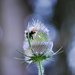 Koele dreven , zonnebloemen en wilde kaardenbol met  bijen 19 Ju 