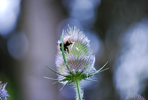 Koele dreven , zonnebloemen en wilde kaardenbol met  bijen 19 Ju 