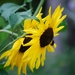 Koele dreven , zonnebloemen en wilde kaardenbol met  bijen 19 Ju 