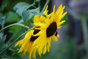 Koele dreven , zonnebloemen en wilde kaardenbol met  bijen 19 Ju 