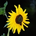 Koele dreven , zonnebloemen en wilde kaardenbol met  bijen 19 Ju 