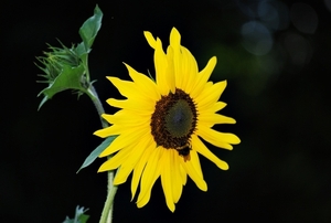 Koele dreven , zonnebloemen en wilde kaardenbol met  bijen 19 Ju 