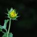 Koele dreven , zonnebloemen en wilde kaardenbol met  bijen 19 Ju 