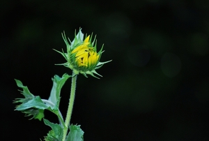 Koele dreven , zonnebloemen en wilde kaardenbol met  bijen 19 Ju 