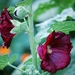Koele dreven , zonnebloemen en wilde kaardenbol met  bijen 19 Ju 