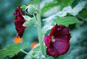 Koele dreven , zonnebloemen en wilde kaardenbol met  bijen 19 Ju 