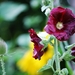 Koele dreven , zonnebloemen en wilde kaardenbol met  bijen 19 Ju 