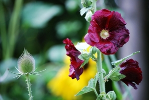 Koele dreven , zonnebloemen en wilde kaardenbol met  bijen 19 Ju 