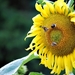 Koele dreven , zonnebloemen en wilde kaardenbol met  bijen 19 Ju 