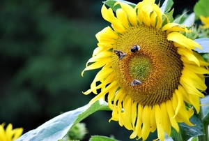 Koele dreven , zonnebloemen en wilde kaardenbol met  bijen 19 Ju 