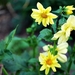 Koele dreven , zonnebloemen en wilde kaardenbol met  bijen 19 Ju 