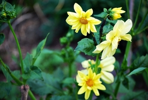 Koele dreven , zonnebloemen en wilde kaardenbol met  bijen 19 Ju 