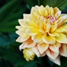 Koele dreven , zonnebloemen en wilde kaardenbol met  bijen 19 Ju 