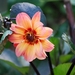 Koele dreven , zonnebloemen en wilde kaardenbol met  bijen 19 Ju 