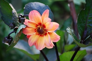 Koele dreven , zonnebloemen en wilde kaardenbol met  bijen 19 Ju 