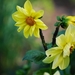 Koele dreven , zonnebloemen en wilde kaardenbol met  bijen 19 Ju 