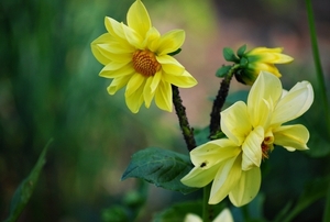 Koele dreven , zonnebloemen en wilde kaardenbol met  bijen 19 Ju 