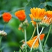 Koele dreven , zonnebloemen en wilde kaardenbol met  bijen 19 Ju 