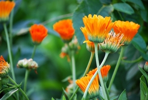 Koele dreven , zonnebloemen en wilde kaardenbol met  bijen 19 Ju 