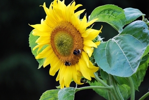 Koele dreven , zonnebloemen en wilde kaardenbol met  bijen 19 Ju 