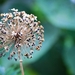 Koele dreven , zonnebloemen en wilde kaardenbol met  bijen 19 Ju 