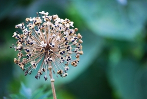 Koele dreven , zonnebloemen en wilde kaardenbol met  bijen 19 Ju 