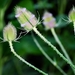 Koele dreven , zonnebloemen en wilde kaardenbol met  bijen 19 Ju 
