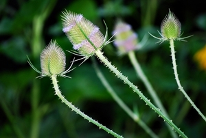 Koele dreven , zonnebloemen en wilde kaardenbol met  bijen 19 Ju 