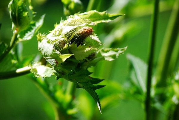 Miel Mosterd G.Bergen