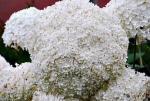 25 Juli Boureng bloemen en veldkapel en cavair 014 (2)