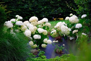 25 Juli Boureng bloemen en veldkapel en cavair 016