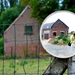 25 Juli Boureng bloemen en veldkapel en cavair 020 (2)