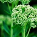 25 Juli Boureng bloemen en veldkapel en cavair 024