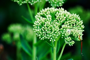 25 Juli Boureng bloemen en veldkapel en cavair 024