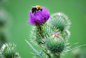 25 Juli Boureng bloemen en veldkapel en cavair 035 (3)