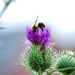 25 Juli Boureng bloemen en veldkapel en cavair 043