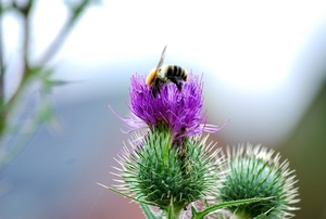 25 Juli Boureng bloemen en veldkapel en cavair 043