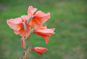 25 Juli Boureng bloemen en veldkapel en cavair 044