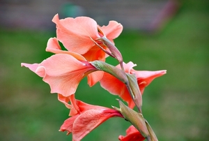 25 Juli Boureng bloemen en veldkapel en cavair 046