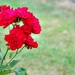 25 Juli Boureng bloemen en veldkapel en cavair 048