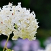 25 Juli Boureng bloemen en veldkapel en cavair 057